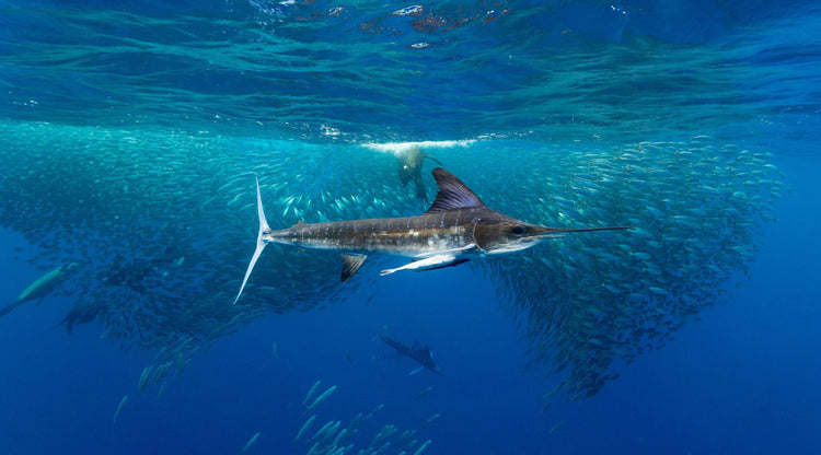 Australia's Game Fishing Specialists