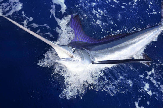 Nearly all of the fishing tackle we sell is for Game Fishing or Sport Fishing
